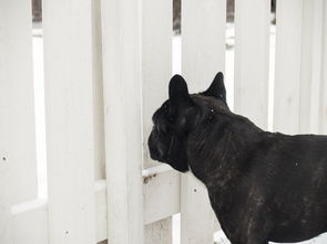 法国斗牛犬视频大全的长尾关键词有什么
