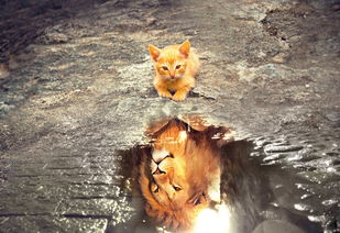 猫会做什么梦的长尾关键词有什么
