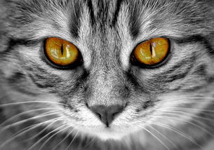 可爱猫简笔画图片大全的长尾关键词是什么