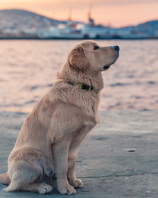 拉布拉多犬的照片大全的长尾关键词有什么