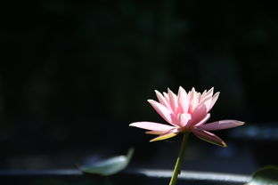 月季花瓣可以做什么的长尾关键词有什么