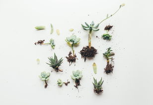 如何才能让发财树绿叶茂盛呢图片大全