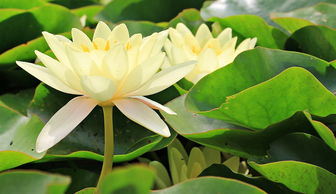百合花种类及图片大全的长尾关键词有哪些