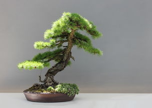 日本盆景网站的长尾关键词有哪些
