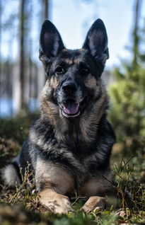 德国牧羊犬网站的长尾关键词有什么